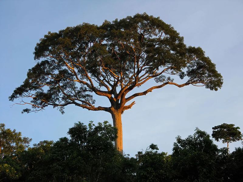 La couronne large de la ceiba dépasse la canopée, en fin de journée