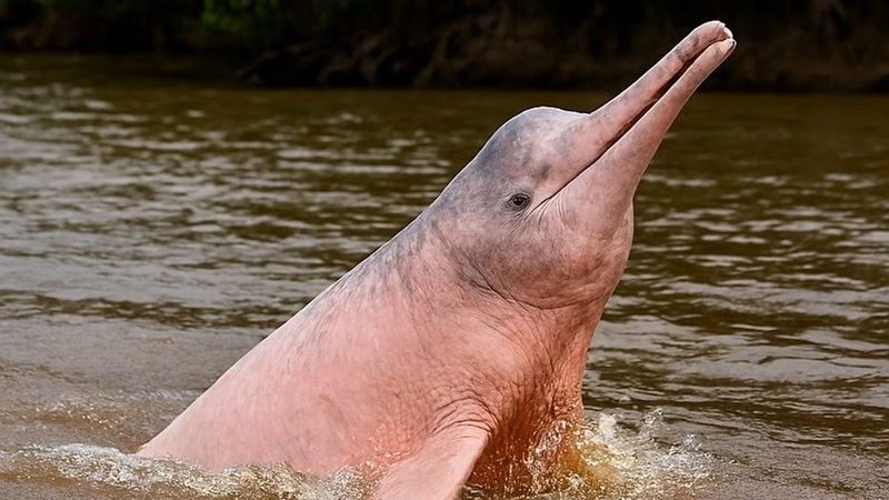 Un dauphin rose sort la tête de l'eau ocre du fleuve