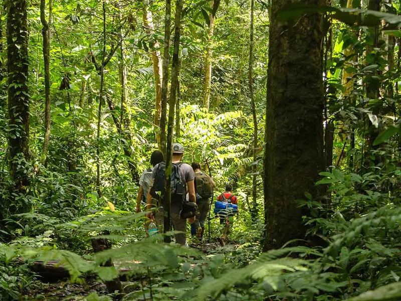 Voyageurs en file sur le sentier, sous la canopée, derrière le guide