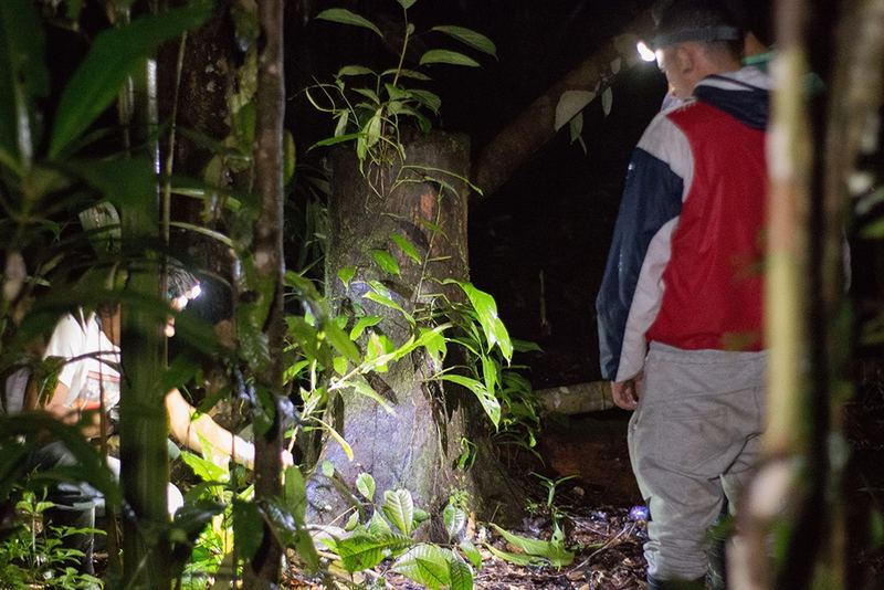 Observation à la lampe frontale au pied d'un arbre, de nuit