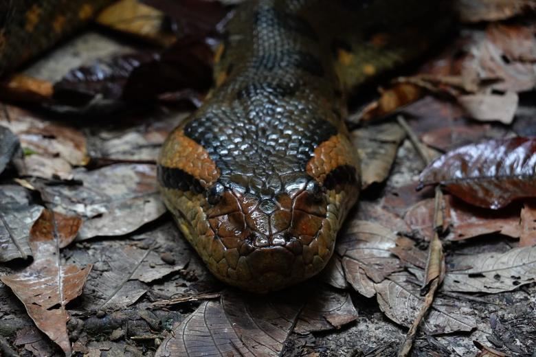 La tête d'un anaconda posée sur les feuilles mortes du sol de la forêt