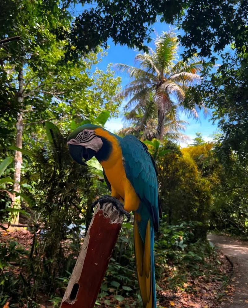 Un ara bleu et jaune posé sur un piquet, au bord du sentier