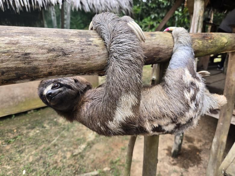 Un paresseux accroché à une rambarde de bois, à la réserve animalière